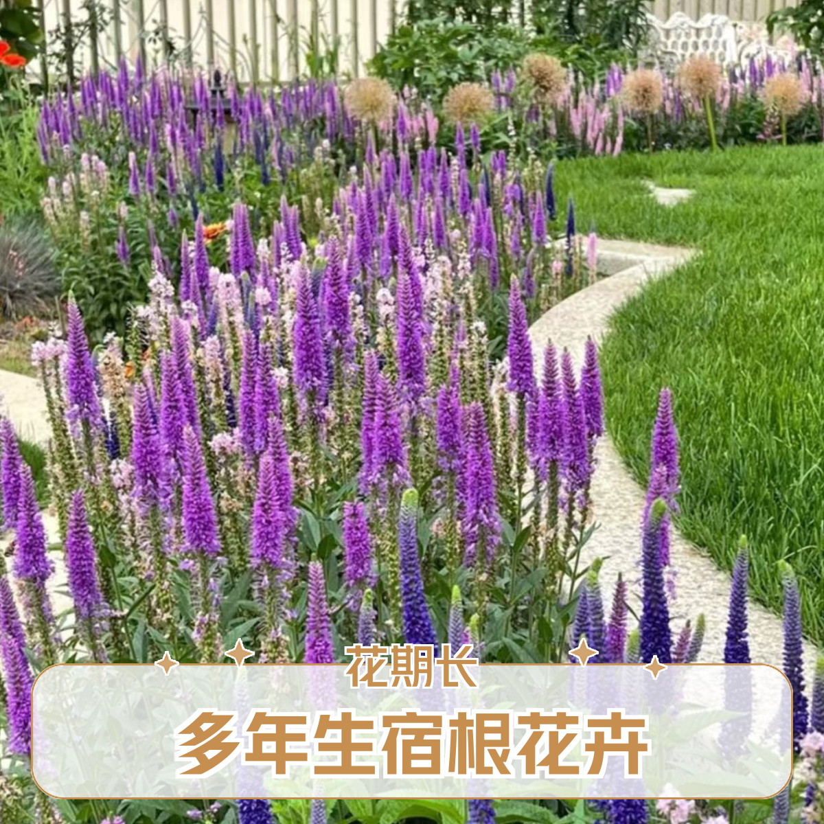 穗花婆婆纳多年生宿根植物花量大适合庭院花境【1加仑】