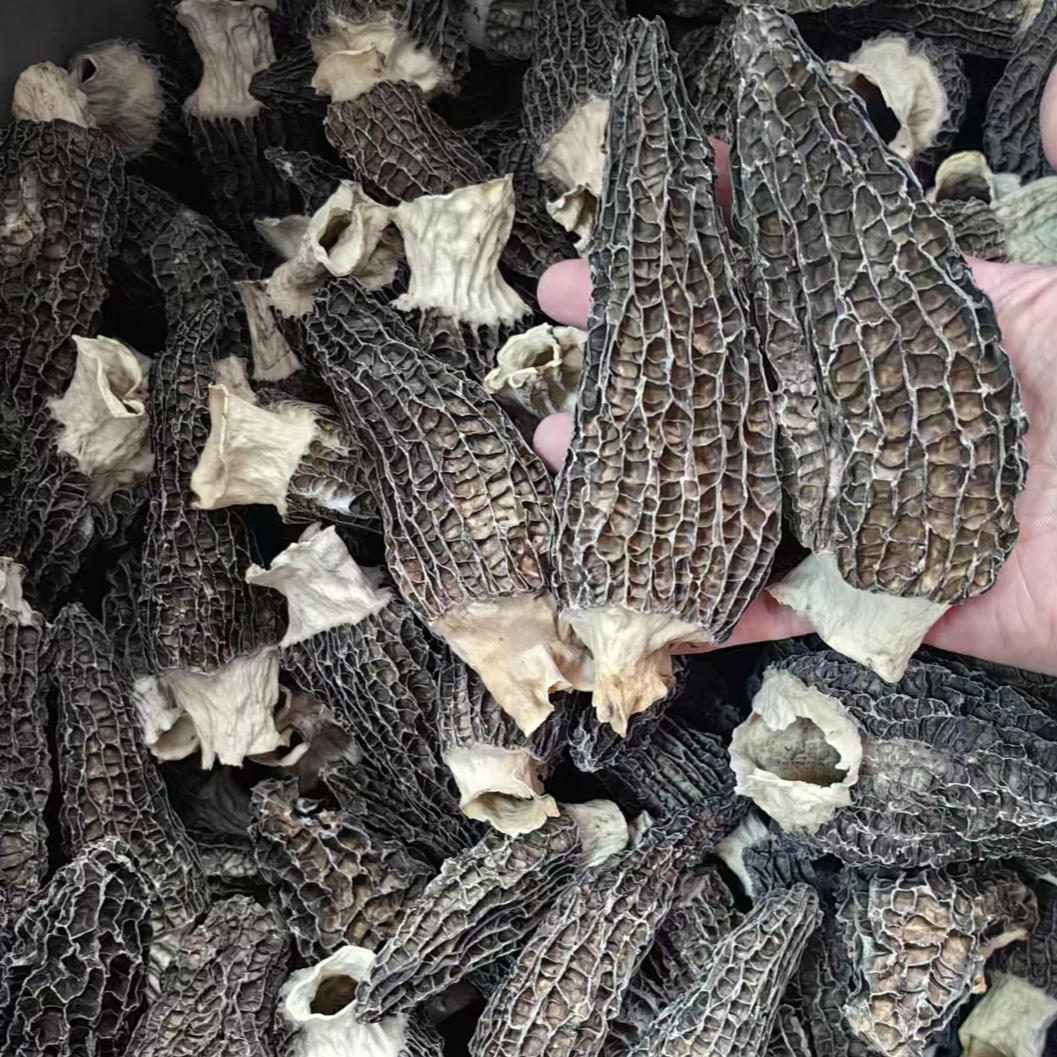 云南高原大羊肚菌厚肉