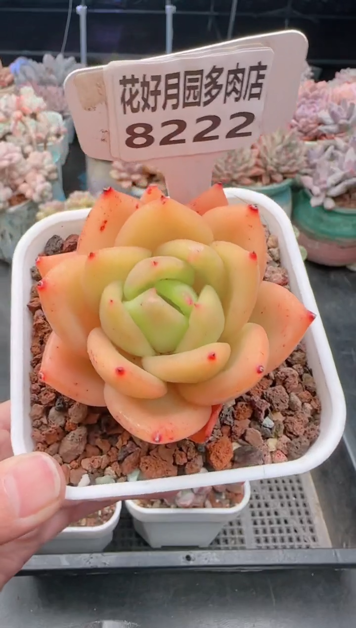 【闪购商品】8222月光杯