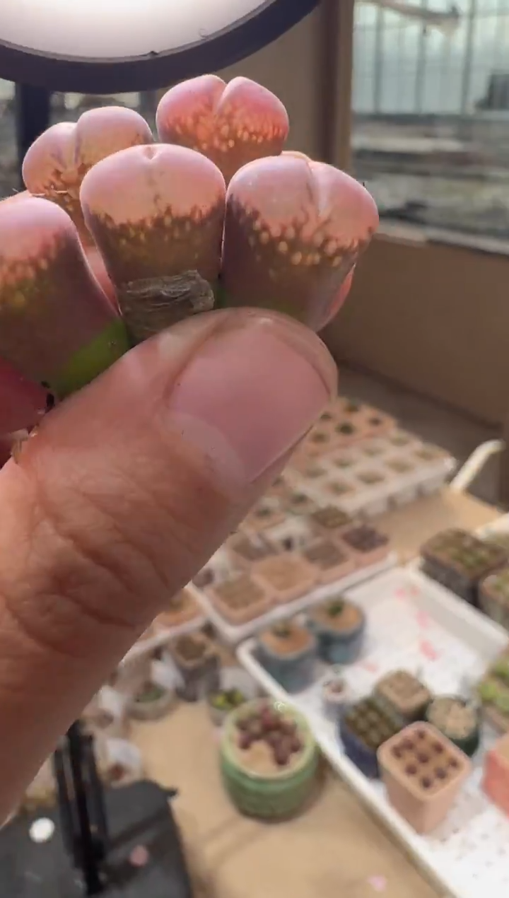 19多肉植物肉锥一颗