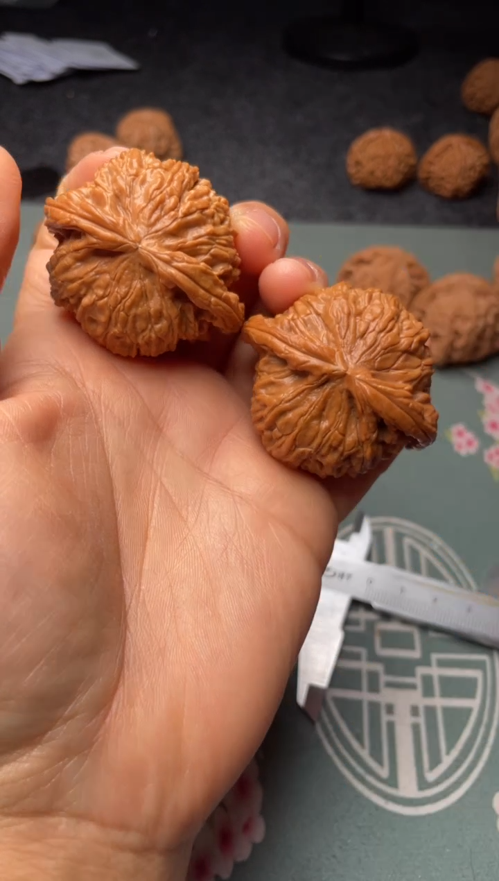 把件文玩核桃w284   白狮子 45尺