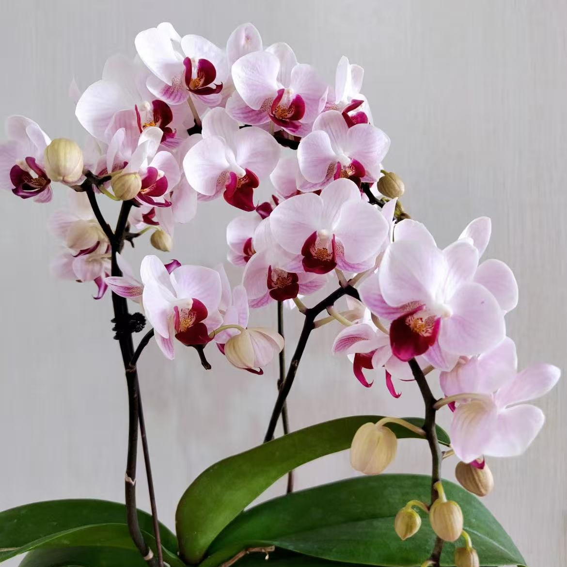 【貂蝉】精品蝴蝶兰花室内阳台办公室高端花卉绿植盆栽年宵花