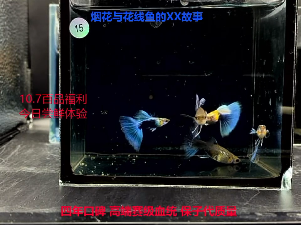 孔雀鱼赛线蓝礼服3公2母