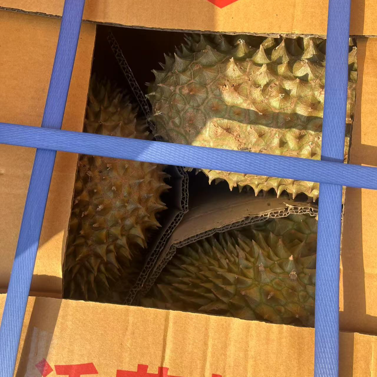 泰国进口榴莲树上熟榴莲