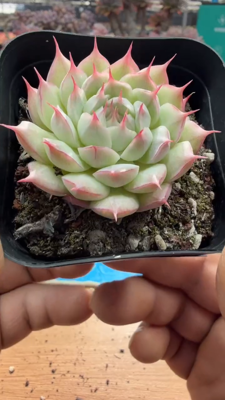 东云多肉园三店-18