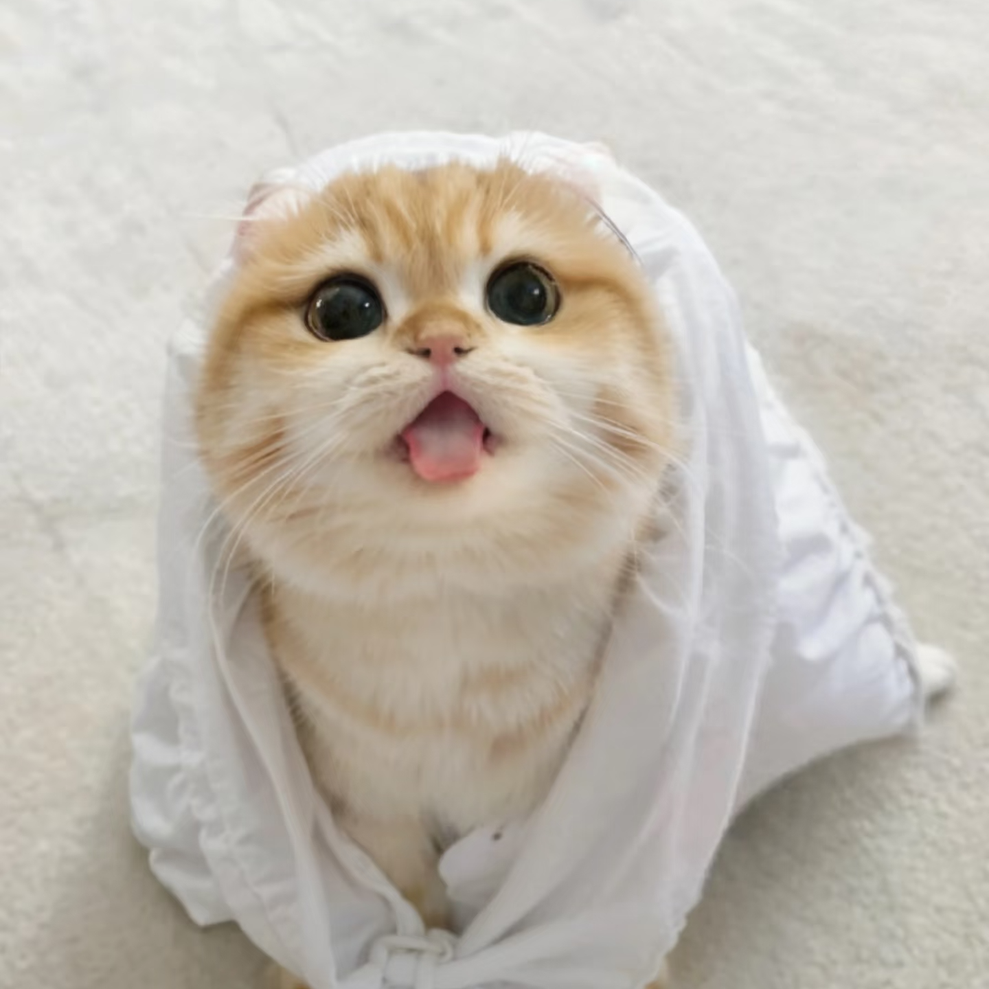 月球猫舍新号福利特价猫猫