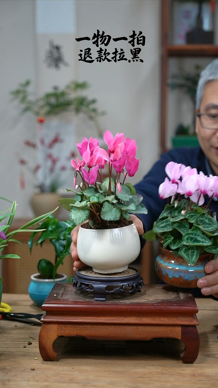 完全开放?***?仙客来432