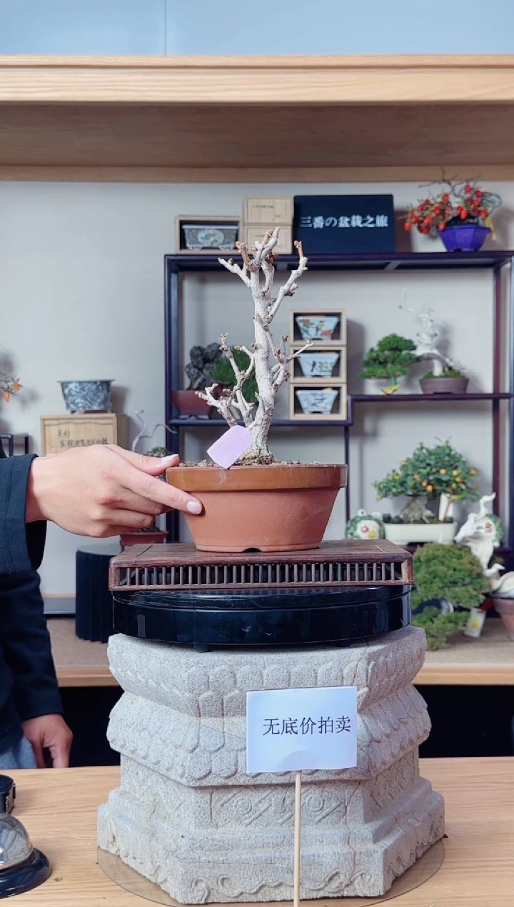 无花朵真**釉20251219无底价银杏