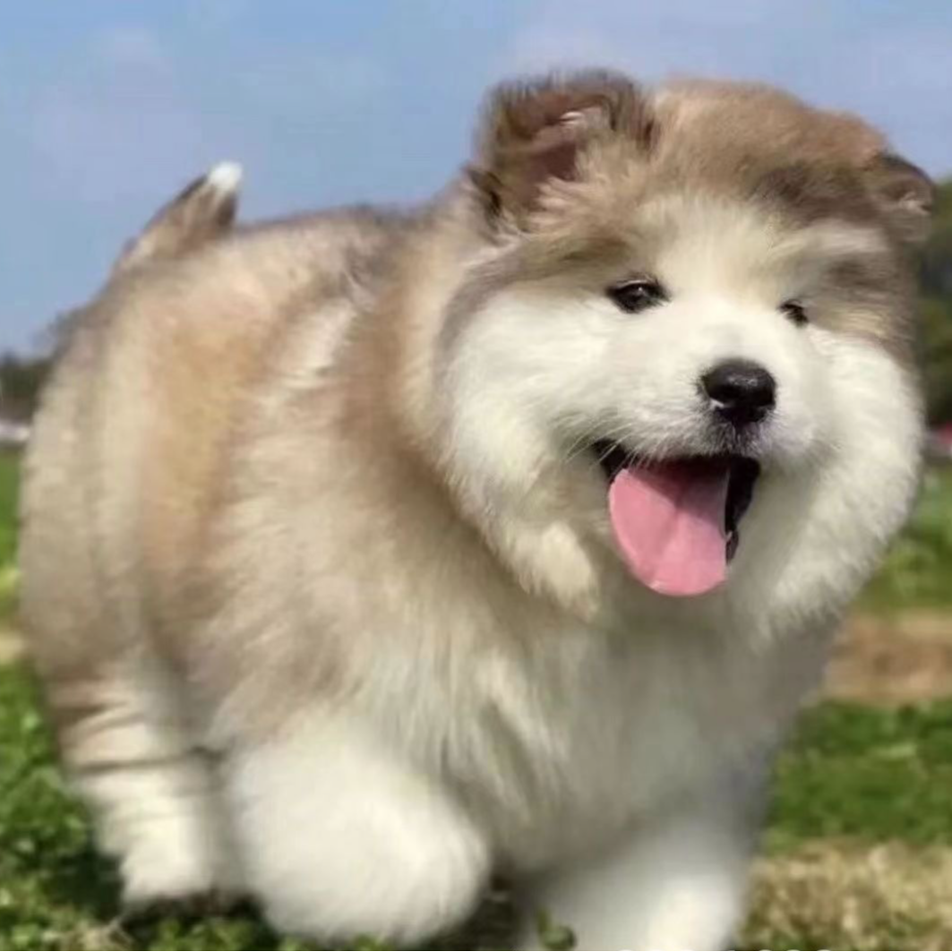 边牧柯基博美萨摩耶比熊阿拉斯加宠物狗狗（以主播展示为准）