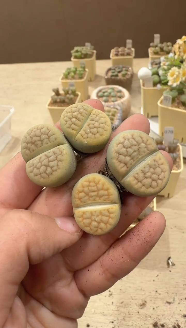 26-73多肉植物肉锥黄绿富贵