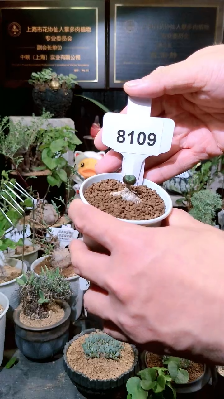 8109号1223福利植物欧宝