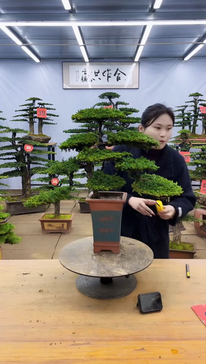 【闪购商品】高端盆景一物一拍，所见即所得