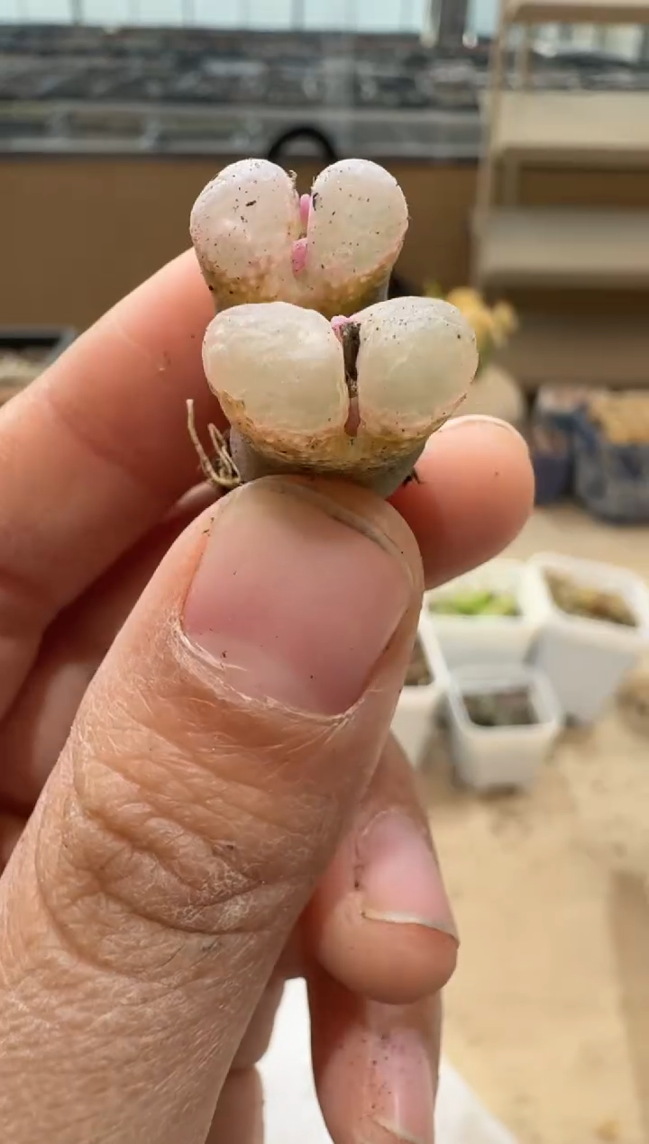 多肉植物肉锥3-247