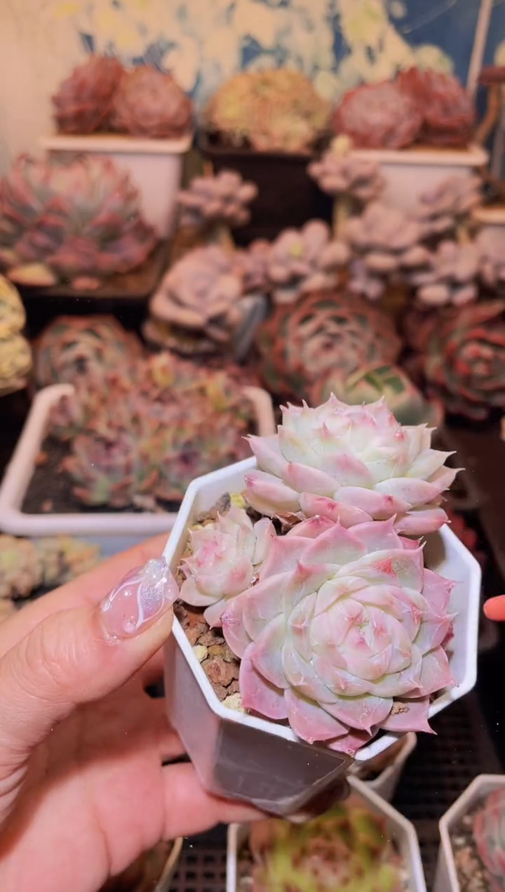 【闪购商品】255海洋之心