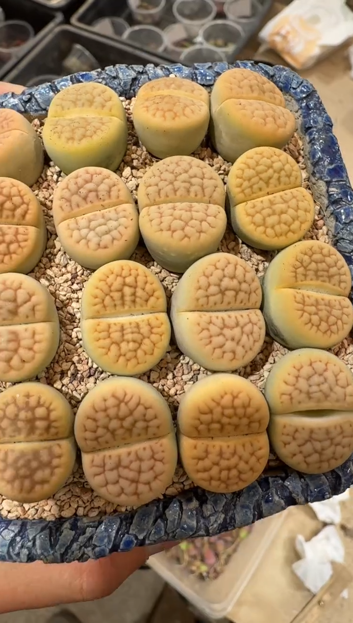 9-221多肉植物肉锥生石花黄绿富贵一颗