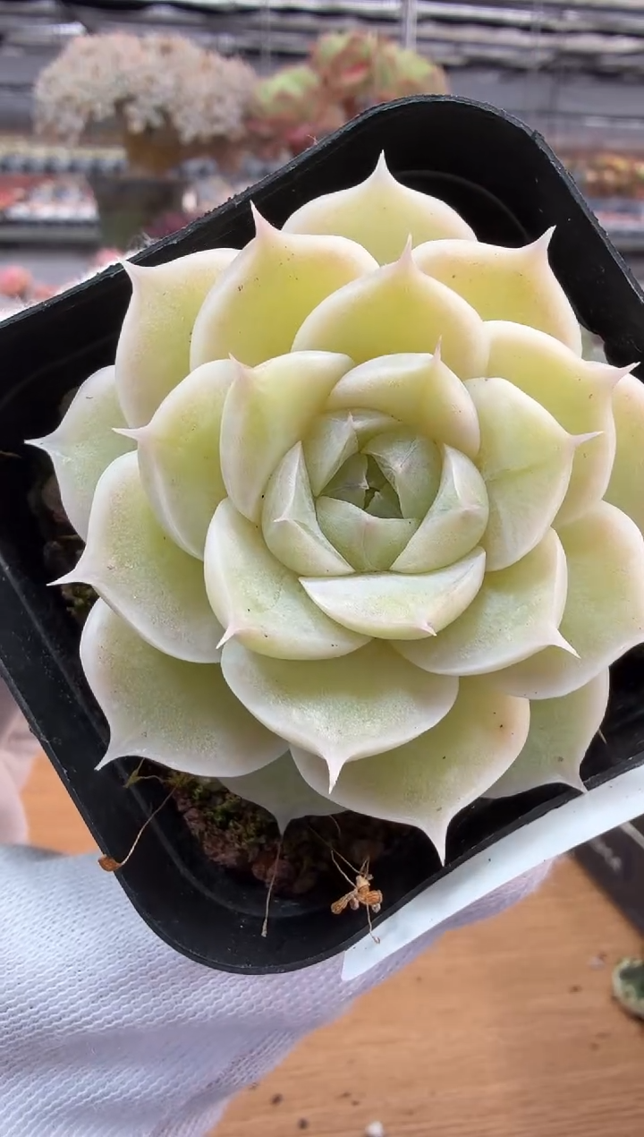 东云多肉园二店-284