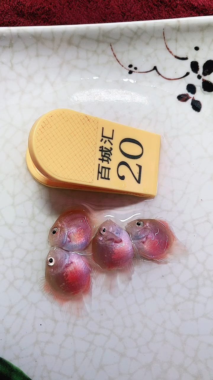 鹦鹉鱼6666666666666