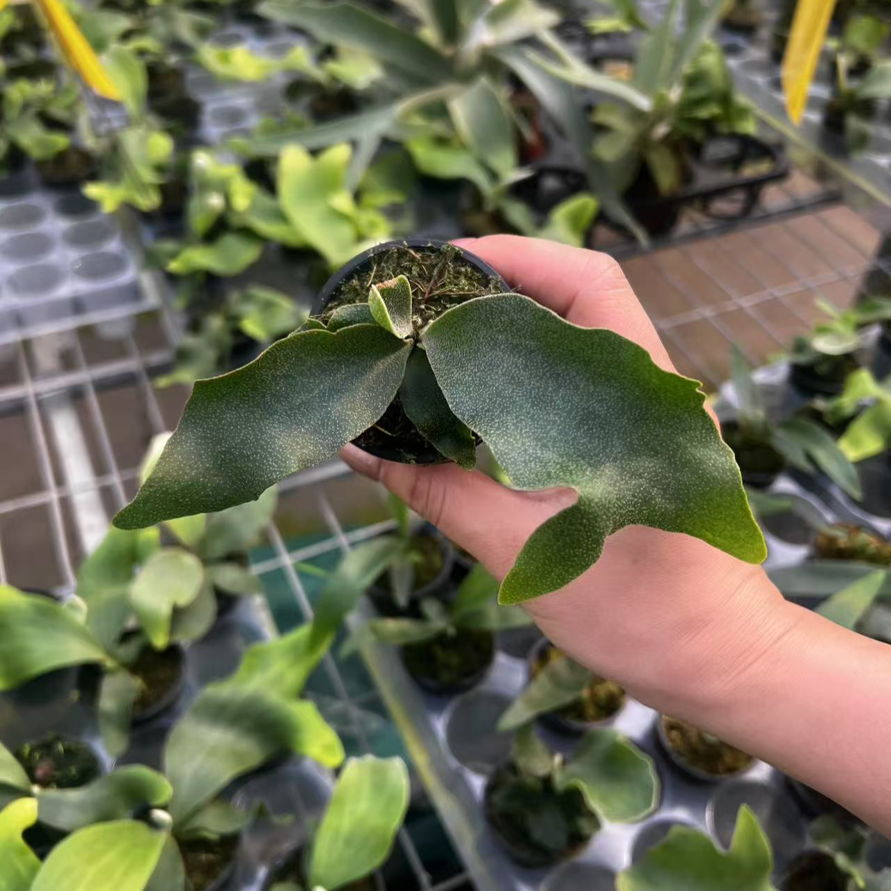 佳涛鹿角超级福袋，包邮到家