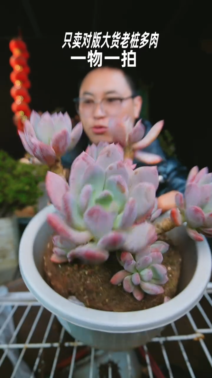 【闪购商品】灰姑娘2号