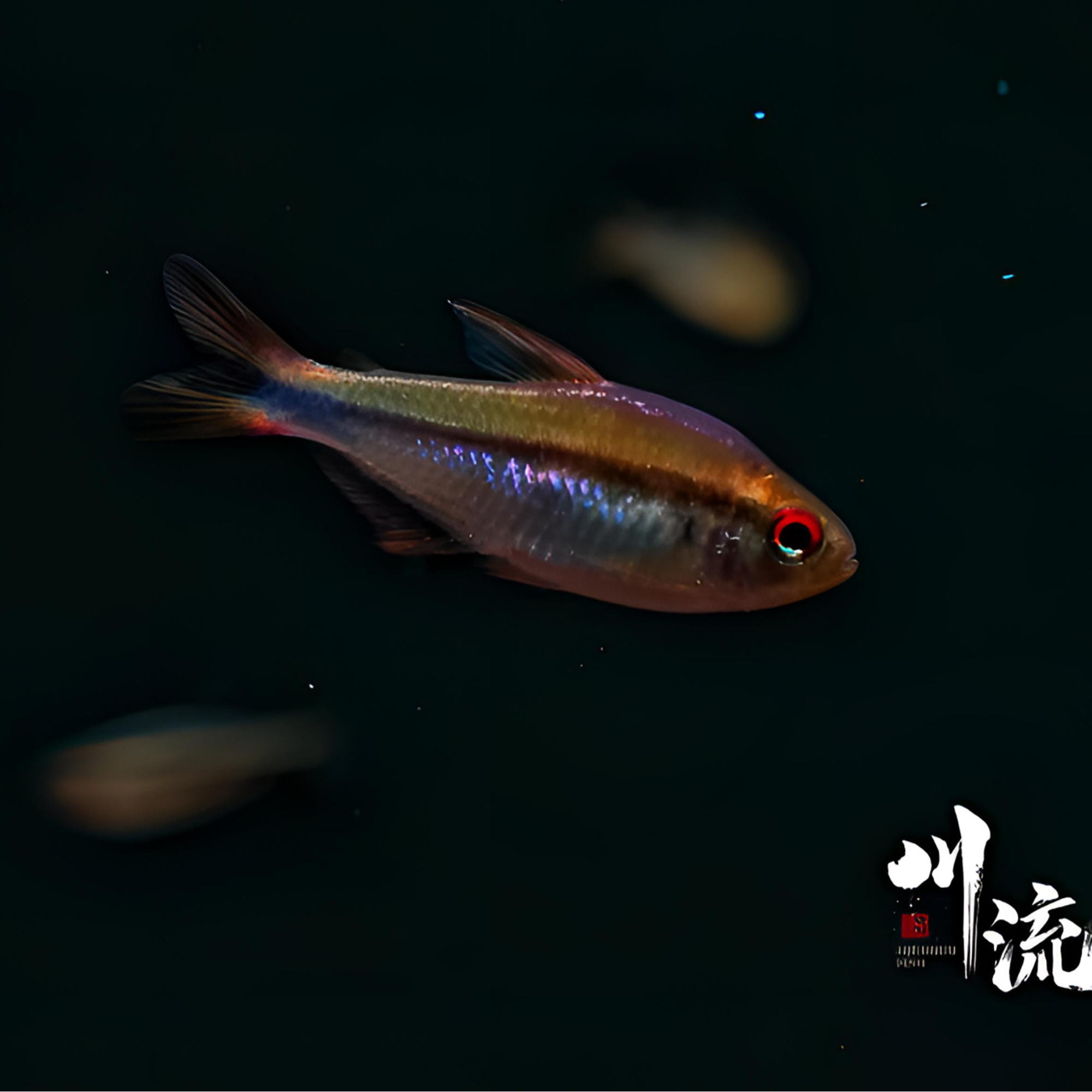 【川流AquariumFish】彩虹魔鬼南美高端热带鱼小型灯鱼/已定水检疫