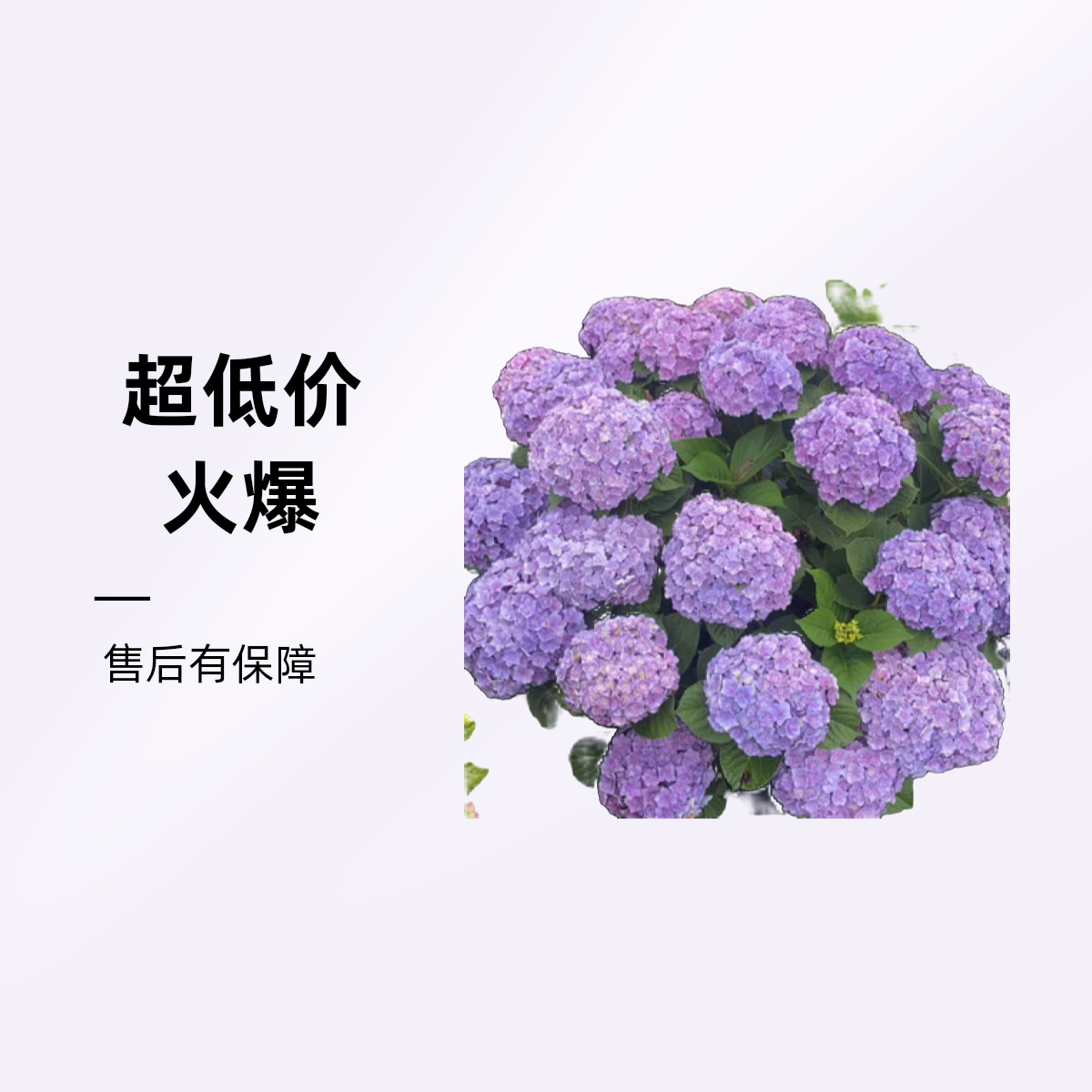 【太阳神殿】贵州露天重瓣大花庭院盆栽地栽易养活，不带花青苗发货