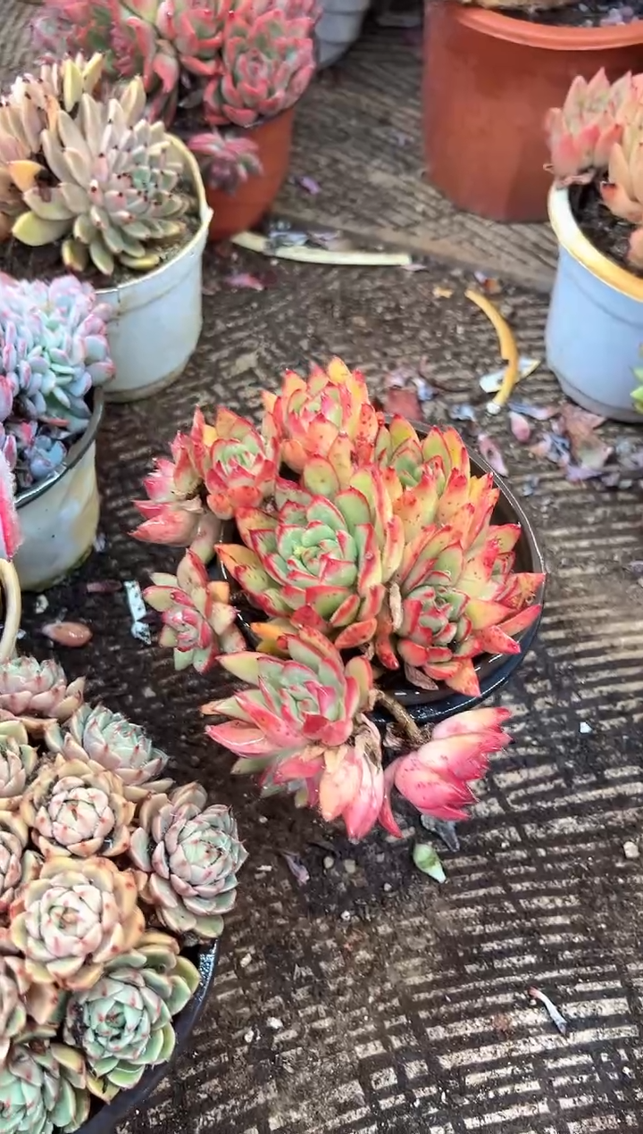 来****你多肉植物一物一拍30339