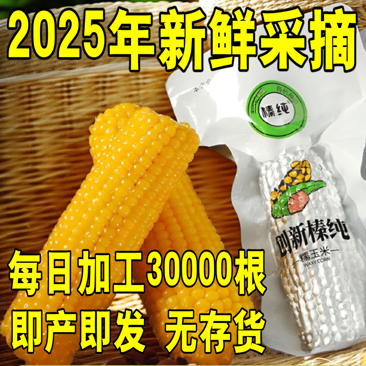 榛纯【有机】一年一季东北黑土甜糯玉米 甜糯粒满  原产地新鲜直达