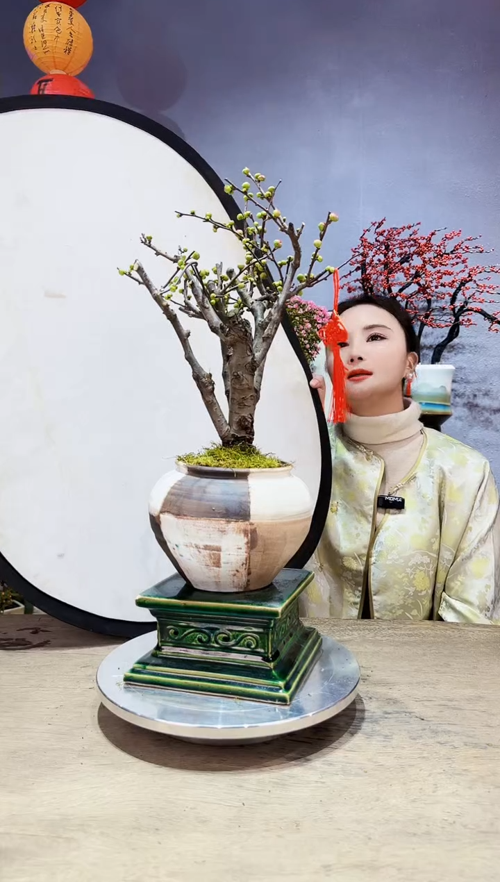 【闪购商品】盆景海棠 长寿冠