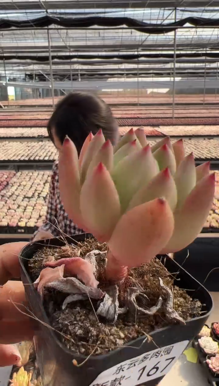 【闪购商品】新款多肉-167