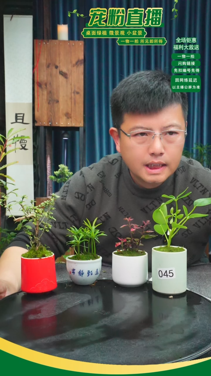 无花朵敏苔藓微景观045号
