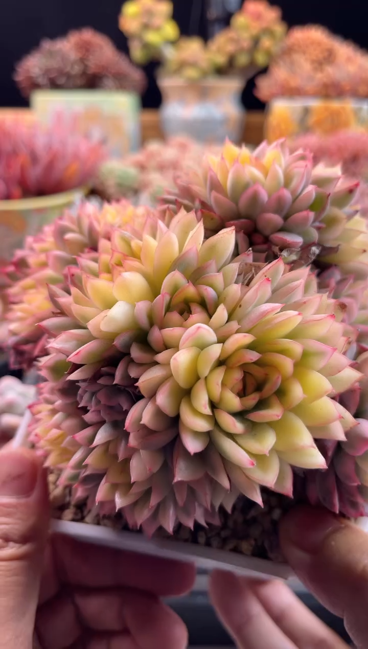 【闪购商品】2.14-5女雏锦