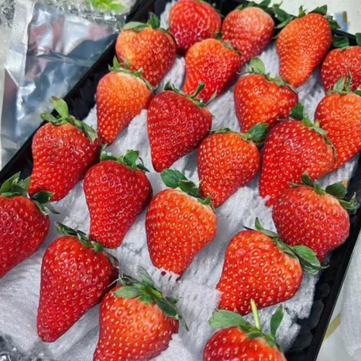 次日达 丹东99红颜奶油草莓9甜200-250g/盒装辽宁省