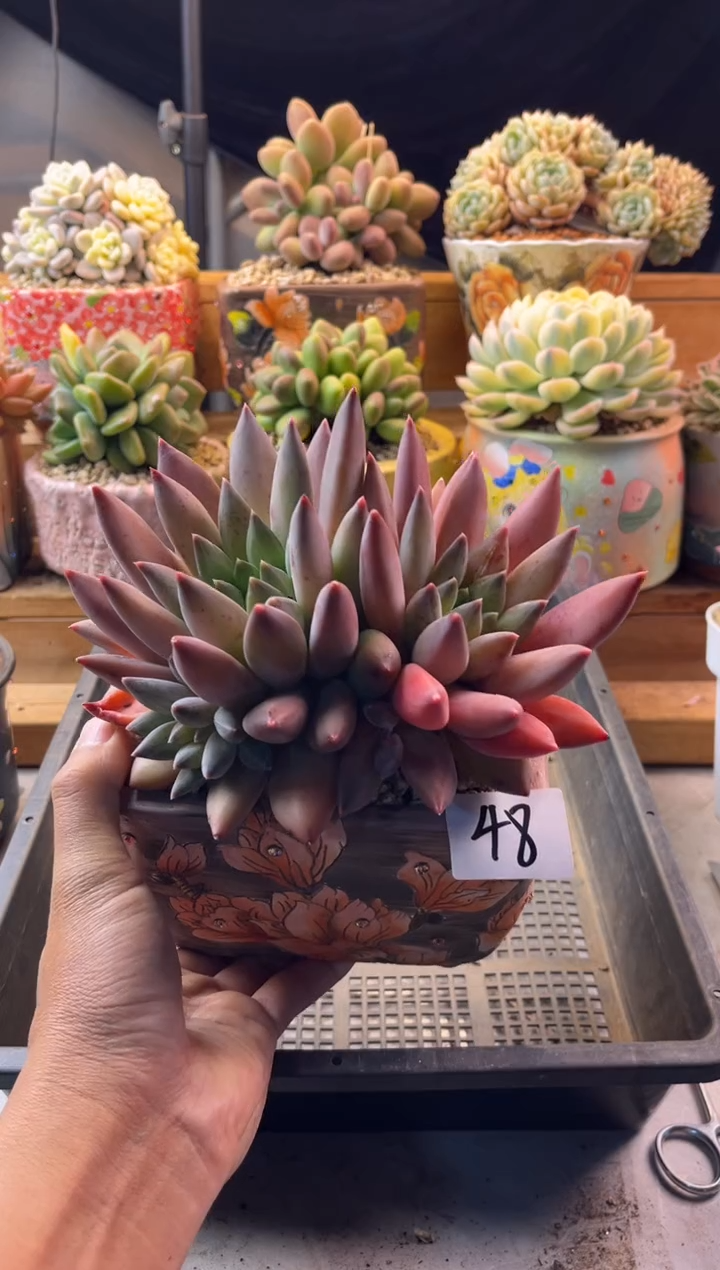 48重楼111111111111