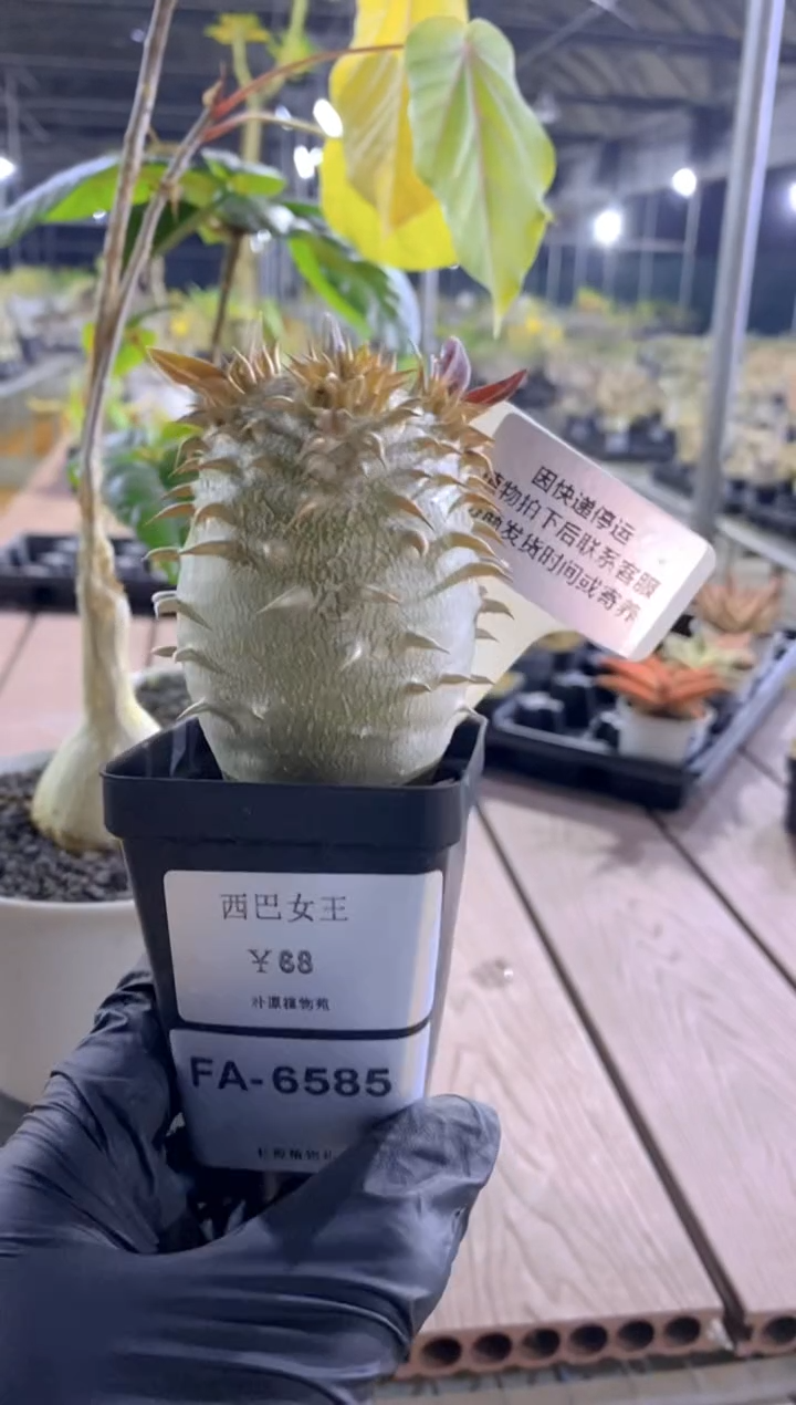 【闪购商品】西巴女王FA-6585