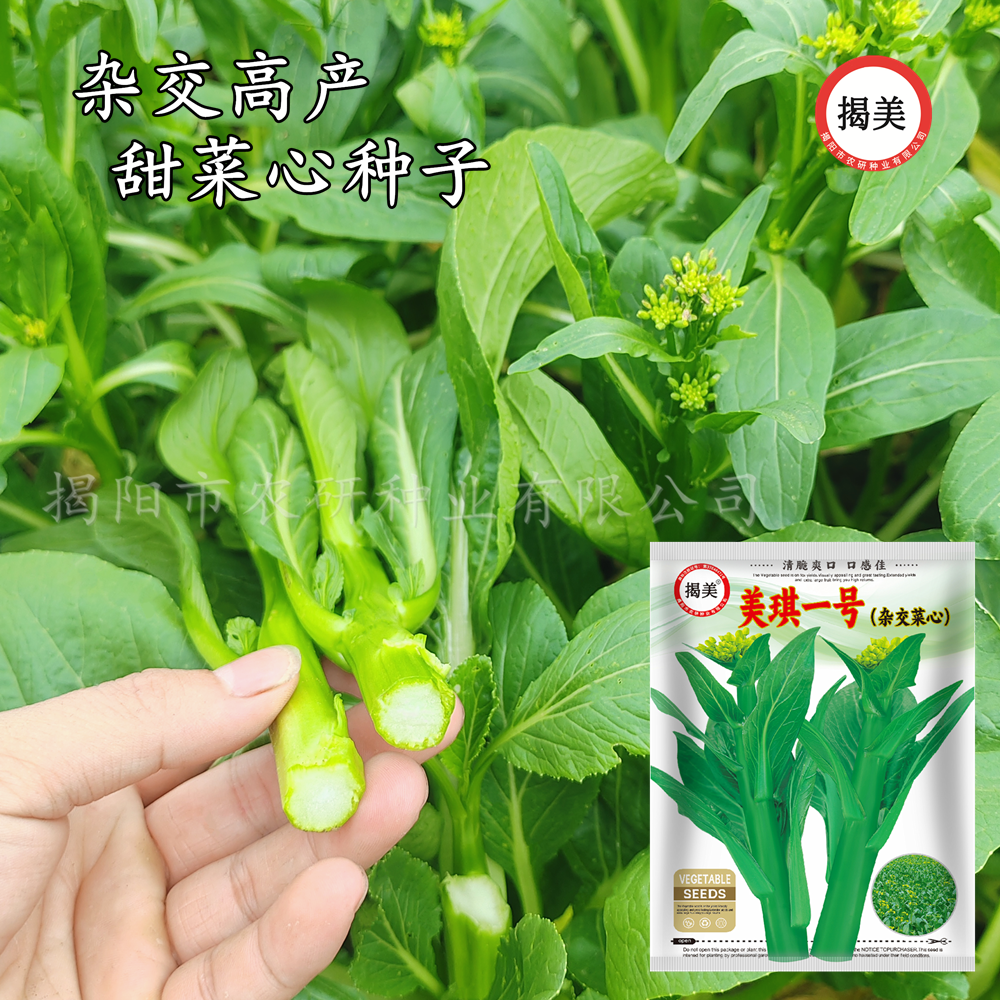 揭美油青尖叶甜菜心 多次采收多芽甜菜心 甜脆无渣蔬菜种子 