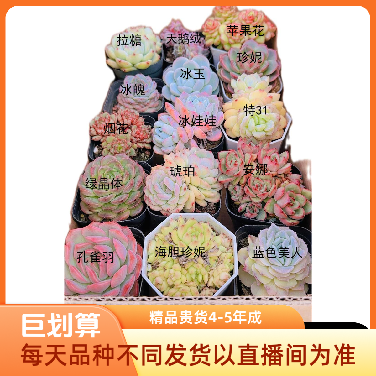 1号组合精品贵货多肉混搭以直播间为主【5-7厘米4-5年成品】