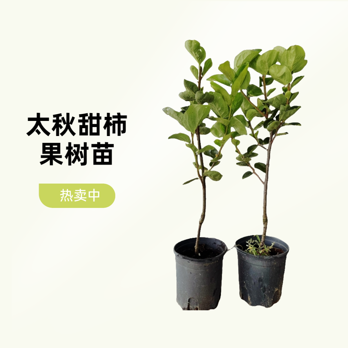 太秋甜柿太秋脆柿盆栽苗基地南北方可种植阳台露台院子纯甜无酸