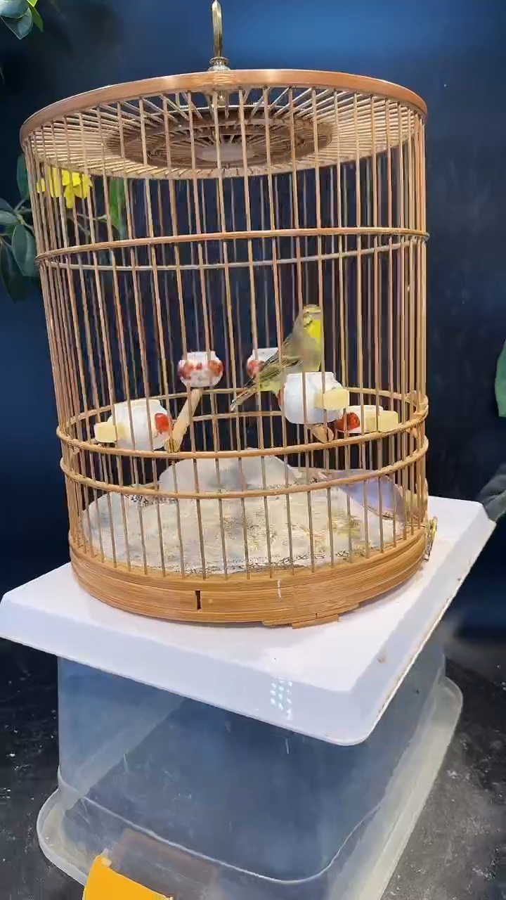 32号 金青 养笼  0元起拍