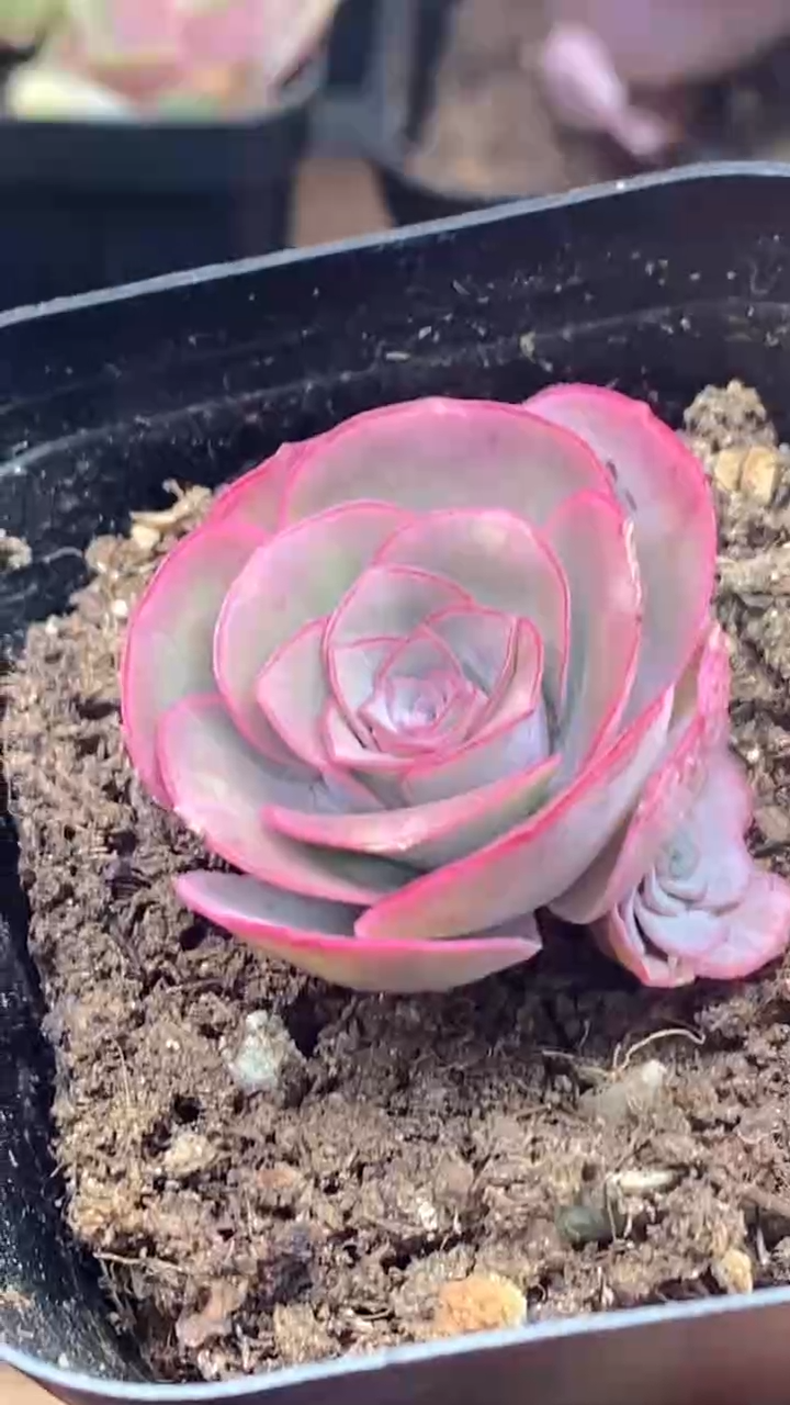 楹楹山地玫瑰/41