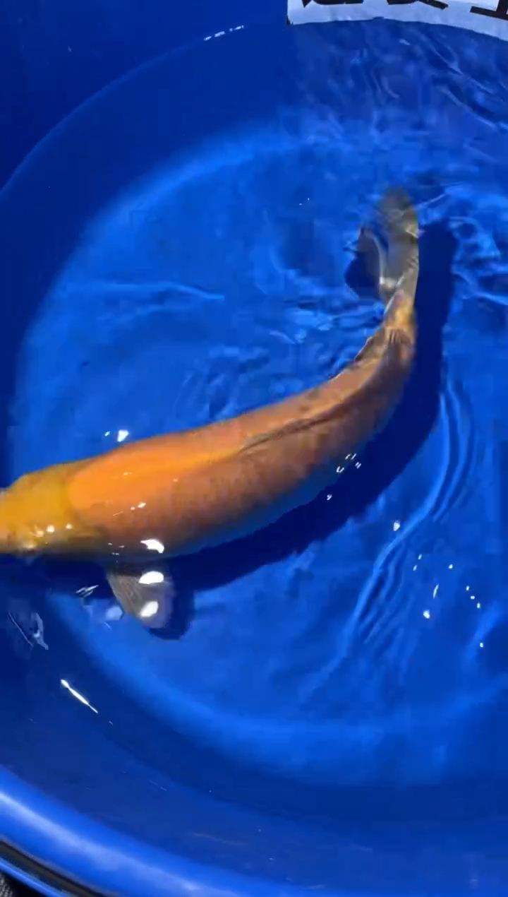 锦鲤锦鲤介子一尾