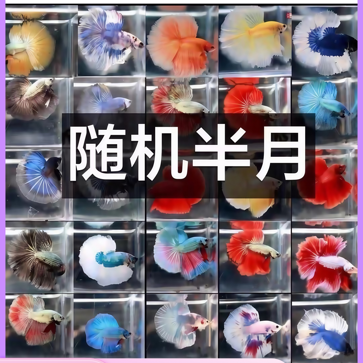 随机半月斗鱼小型热带观赏鱼好养耐活适合懒人