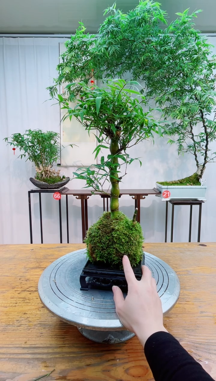 无花朵竹子盆景竹子盆景