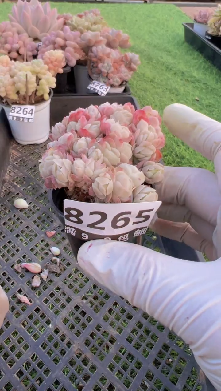 【闪购商品】信福多肉一物一拍