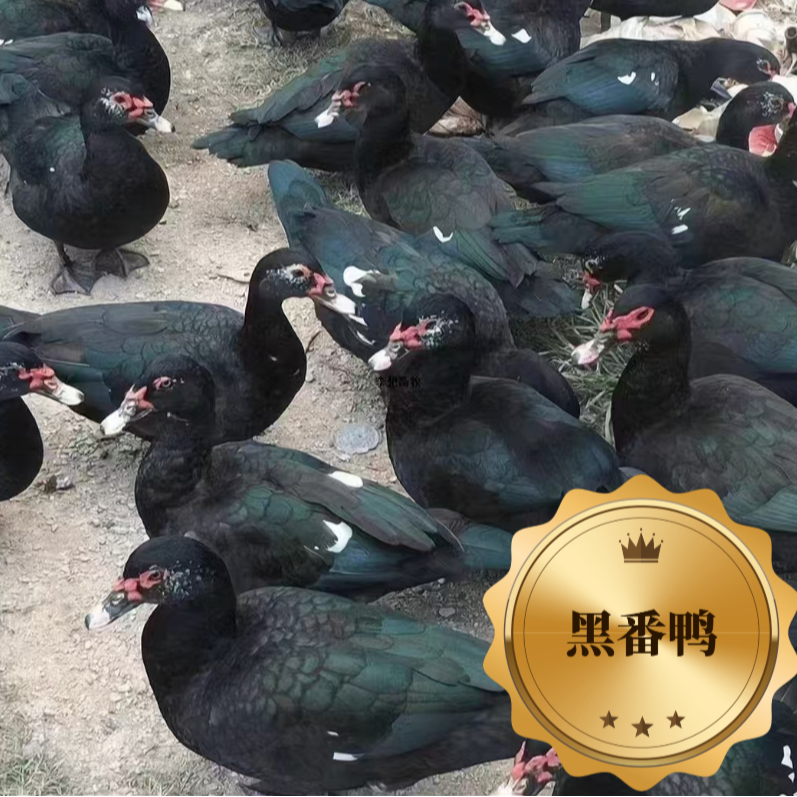 散养黑番鸭宠物鸭到手35只