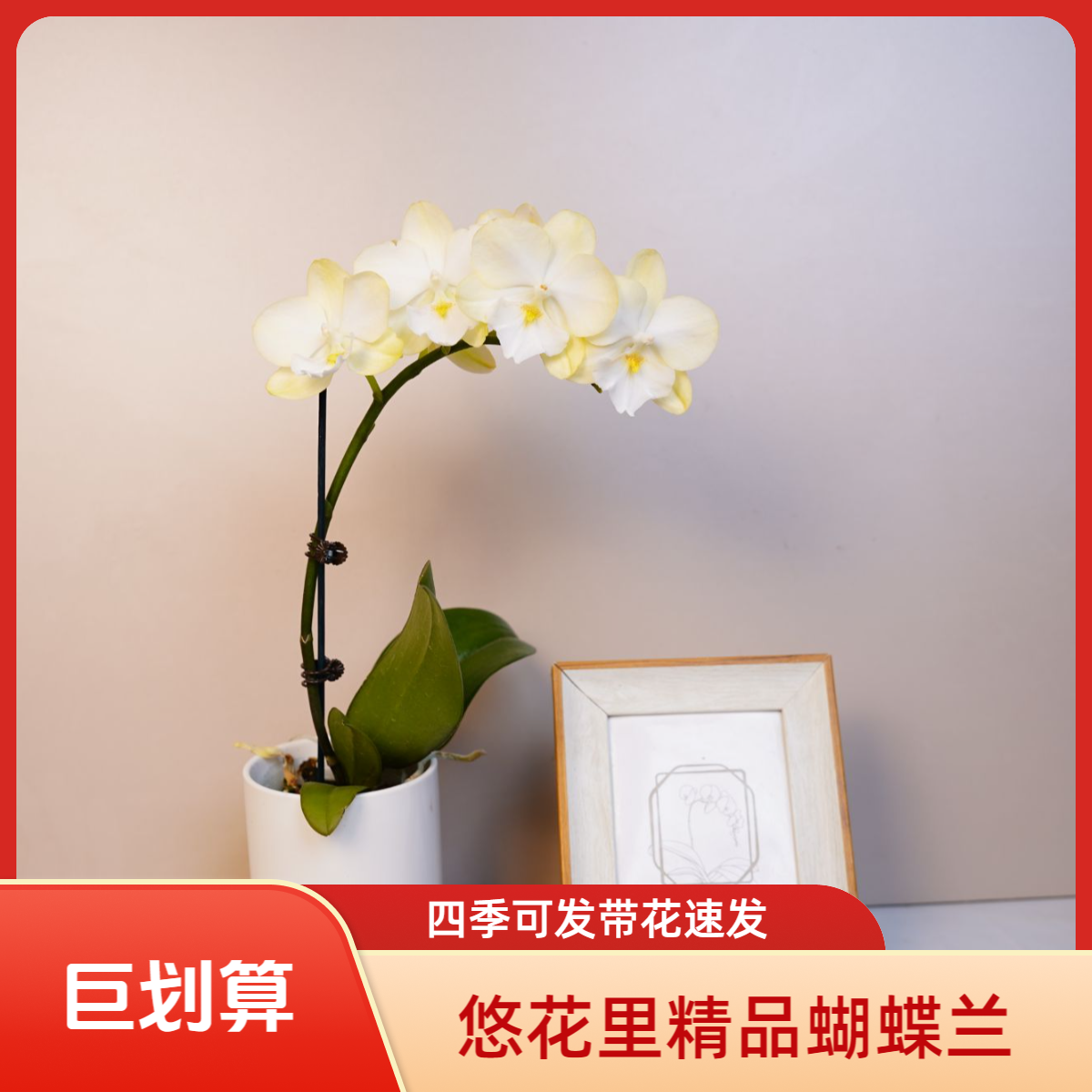 朝暮里蝴蝶兰（玉兔2.8寸）全花开花珠发货