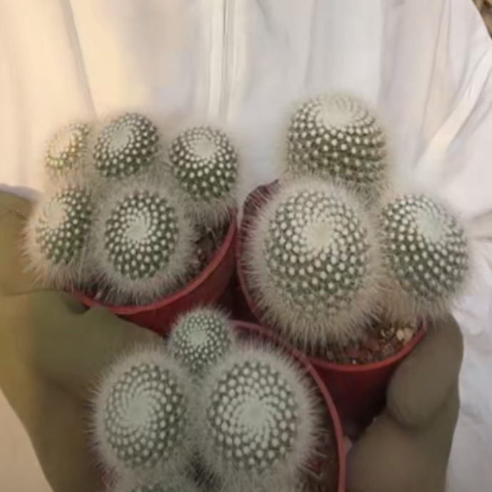 二妹园艺【 1颗 群生白小丁   实生根  保3头】脱土随机发货