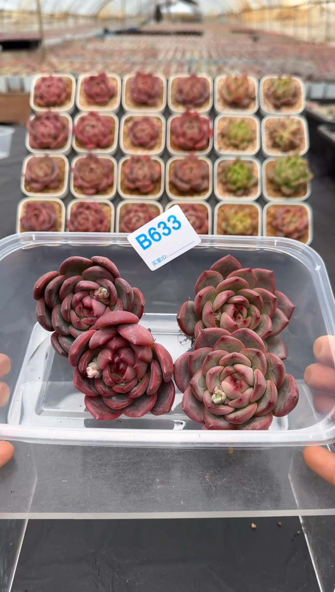 【闪购商品】633号脱土裸根发一物一拍4颗