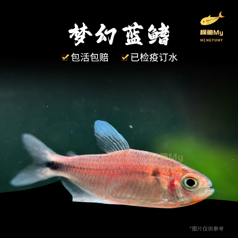 梦幻蓝鳍魔鬼灯鱼稀有南美灯鱼