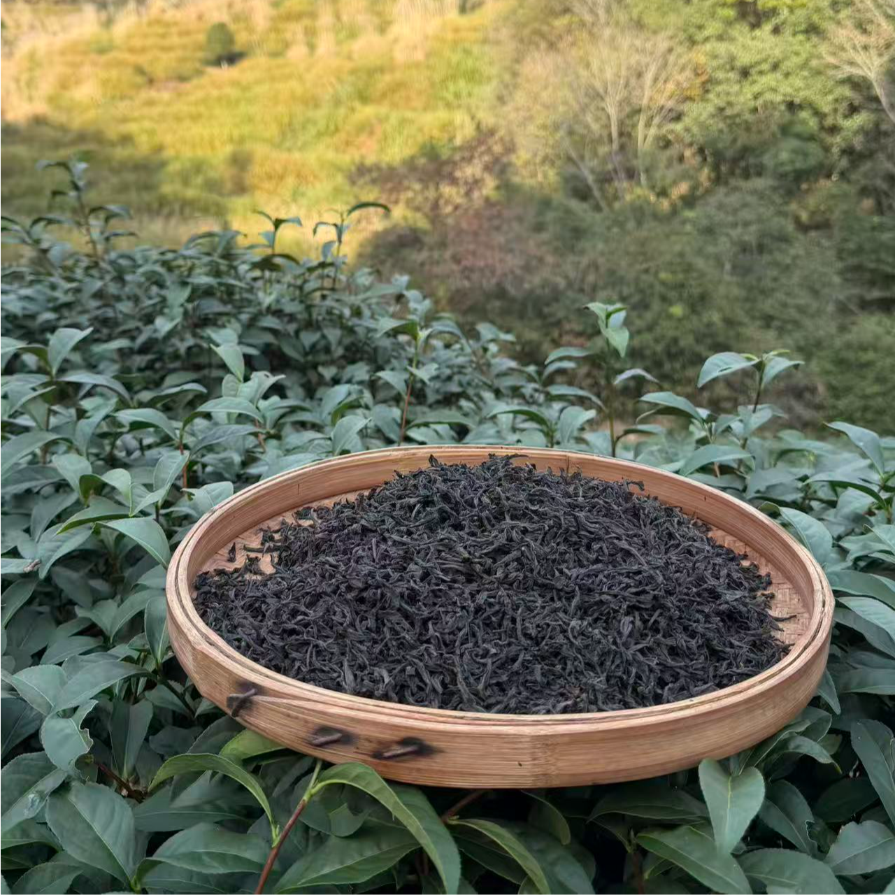 武夷岩茶瑞香305开播福利