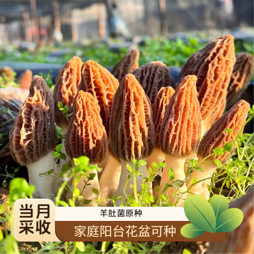 羊肚菌种子居家室内庭院培植四季可种菌种子种家可食用